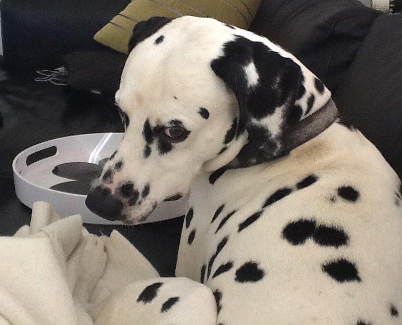 Dalmatiner Al Capone billede 3