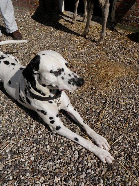 Dalmatiner Al Capone billede 4