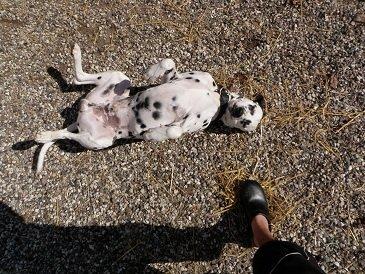 Dalmatiner Al Capone billede 5