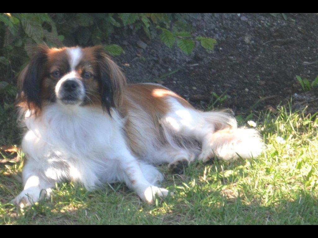 Blanding af racer Lady billede 2