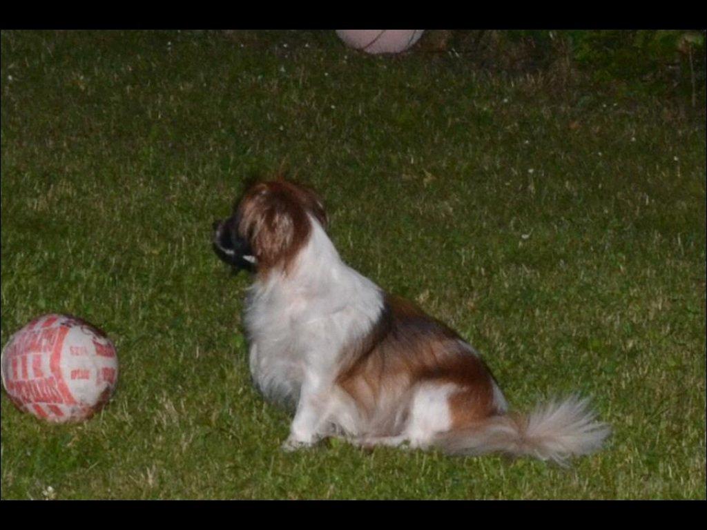 Blanding af racer Lady billede 1