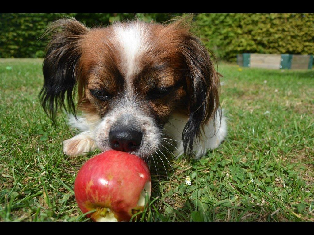 Blanding af racer Lady billede 3