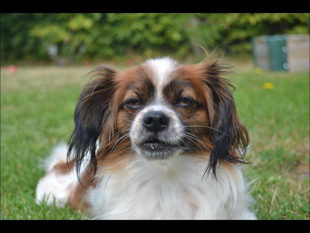 Blanding af racer Lady billede 4