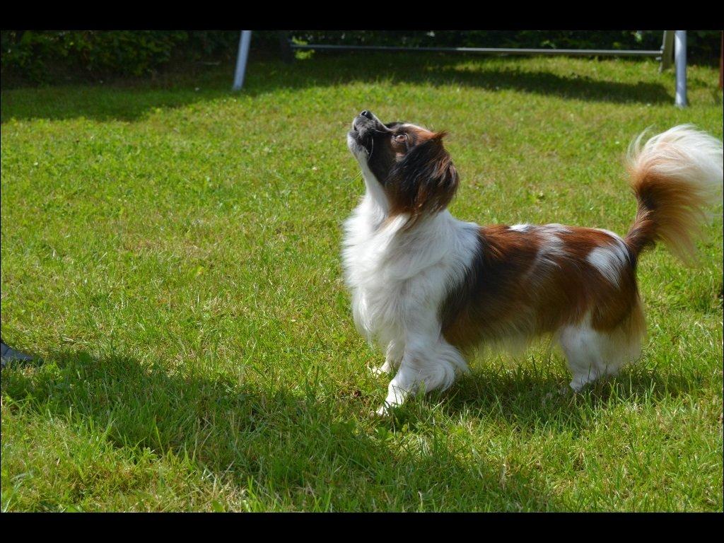 Blanding af racer Lady billede 5