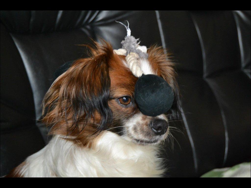 Blanding af racer Lady billede 6