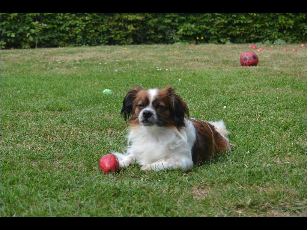 Blanding af racer Lady billede 8