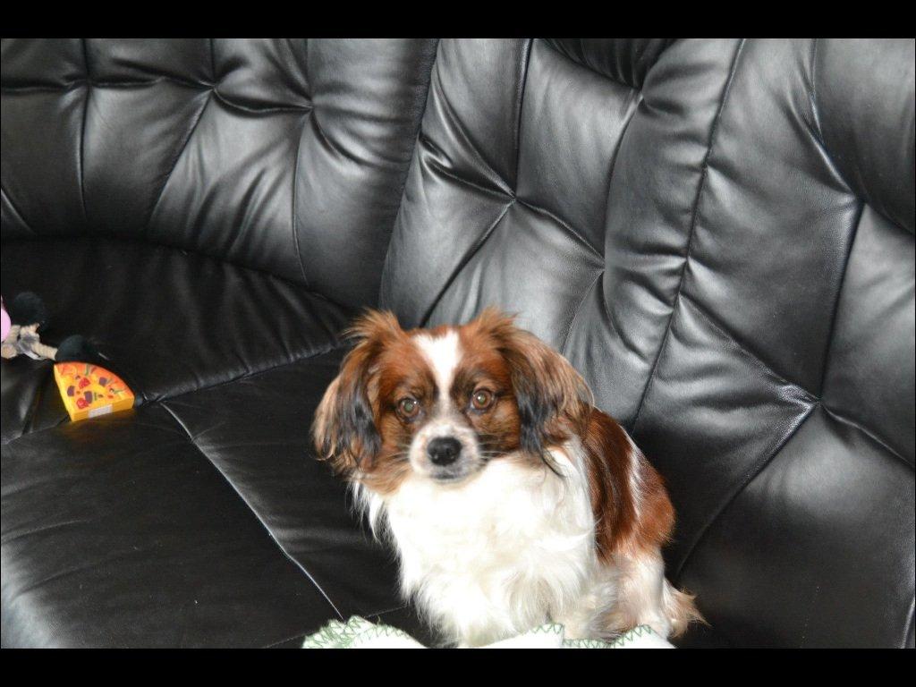 Blanding af racer Lady billede 7