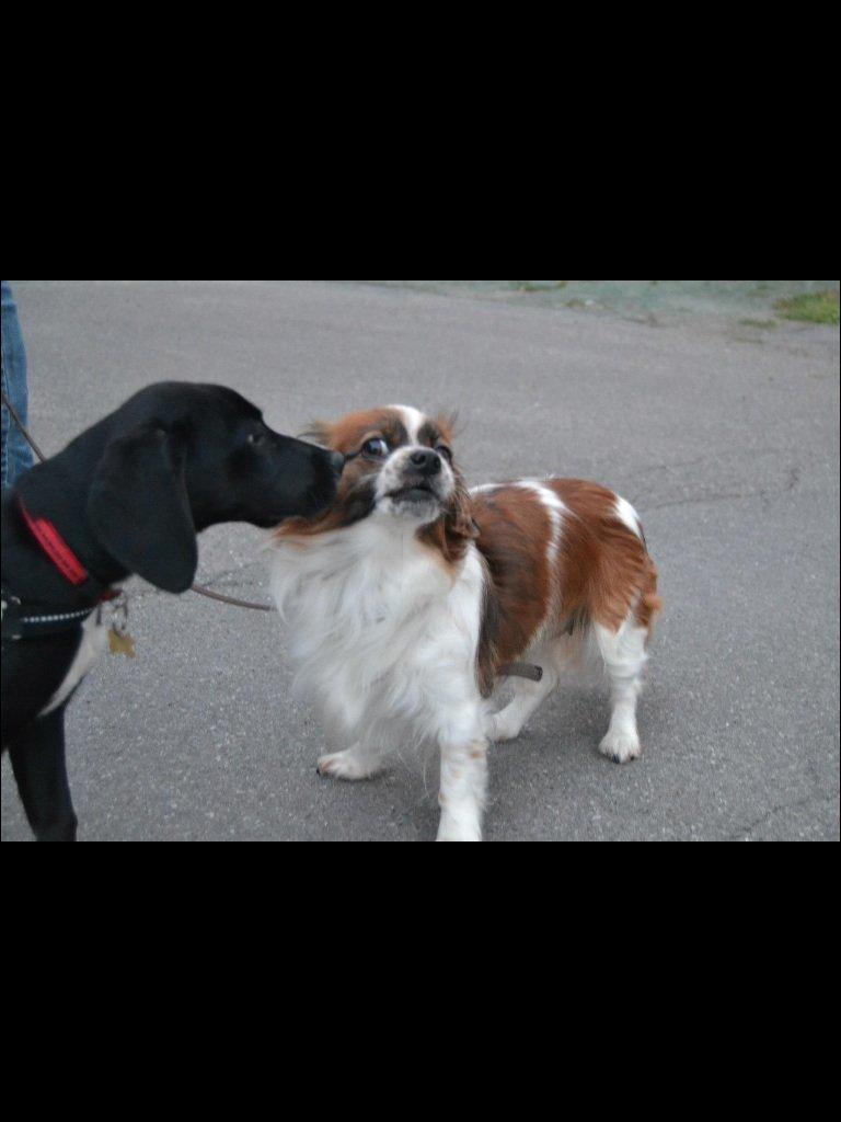 Blanding af racer Lady billede 9