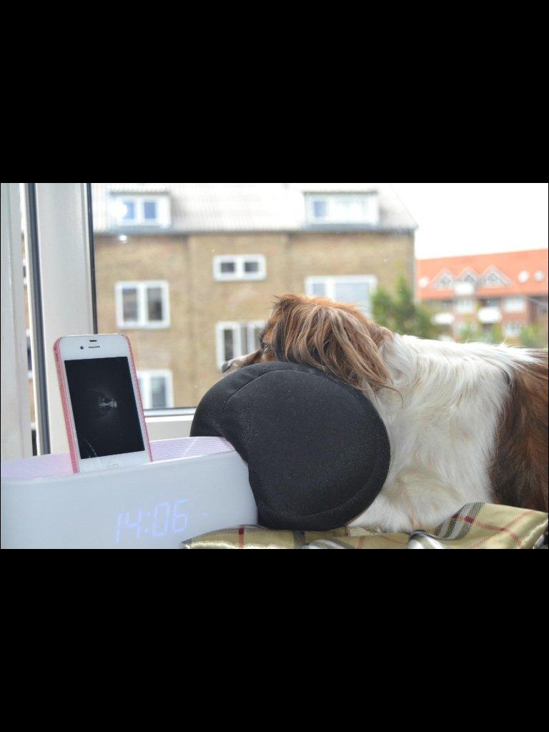 Blanding af racer Lady billede 10