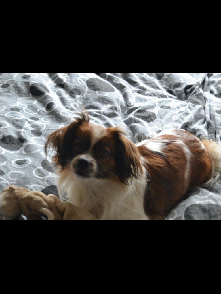 Blanding af racer Lady billede 11