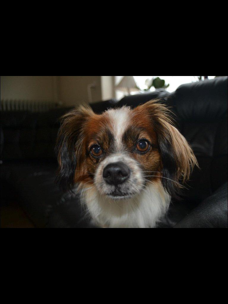 Blanding af racer Lady billede 12