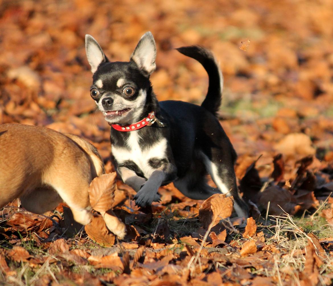 Chihuahua Chihuanas Blueberry Yum Yum - Evee - Evee og Momo leger i forårs solen :) d. 27/2 2013 billede 25