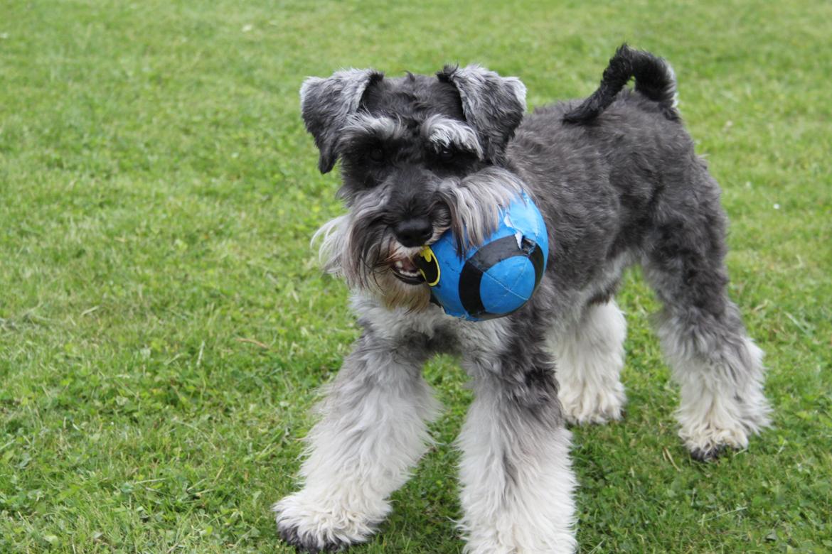 Dvaergschnauzer Gismo - Et billede fra Gismo da han var lidt yngre. billede 1