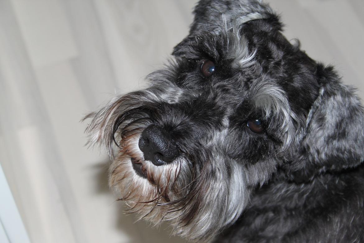 Dvaergschnauzer Gismo - Gismo, den søde. billede 2