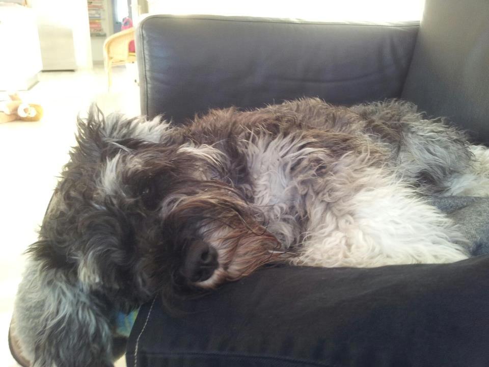 Dvaergschnauzer Gismo - Gismo sover på benene af min mor. billede 3