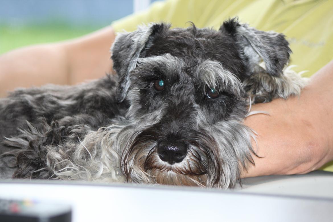 Dvaergschnauzer Gismo - Gismo slapper af i min fars arme. billede 4