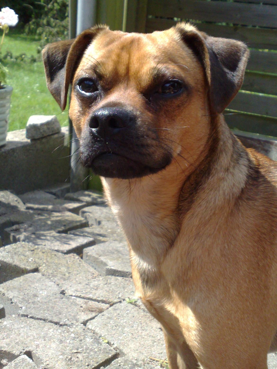 Blanding af racer Anton billede 2