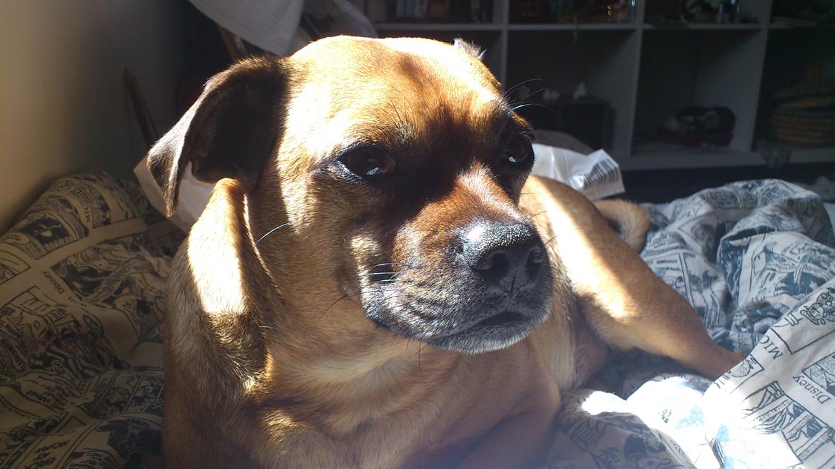 Blanding af racer Anton billede 9