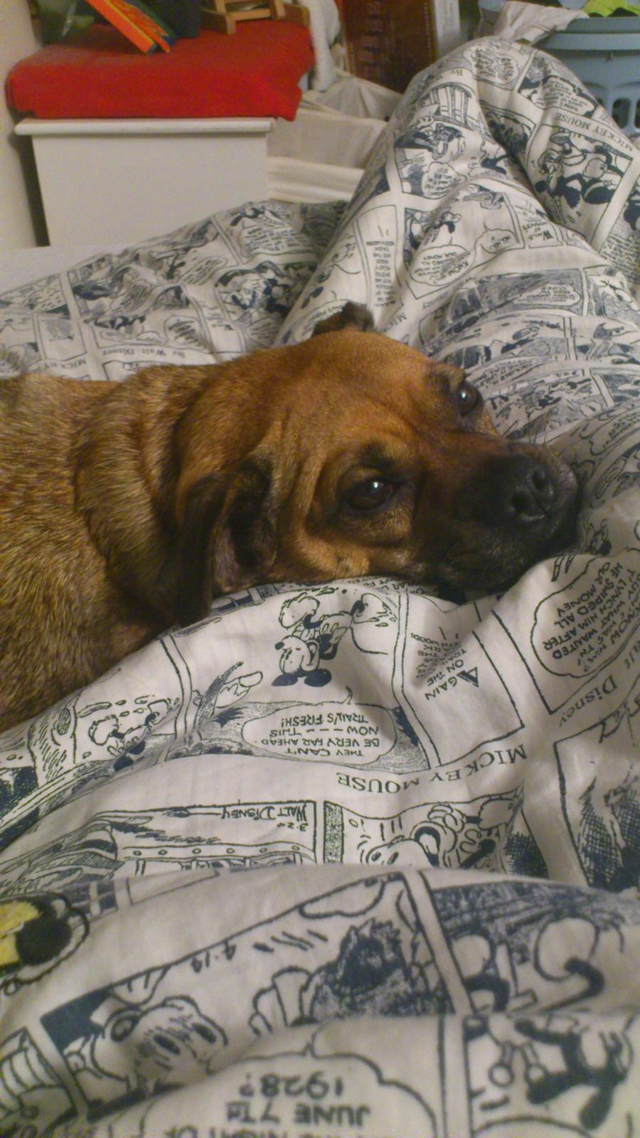 Blanding af racer Anton billede 11