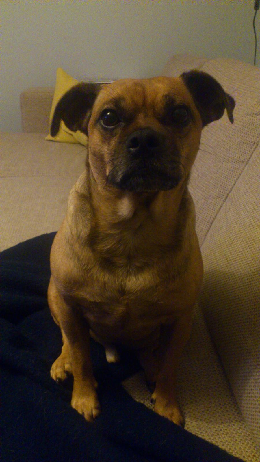 Blanding af racer Anton billede 17