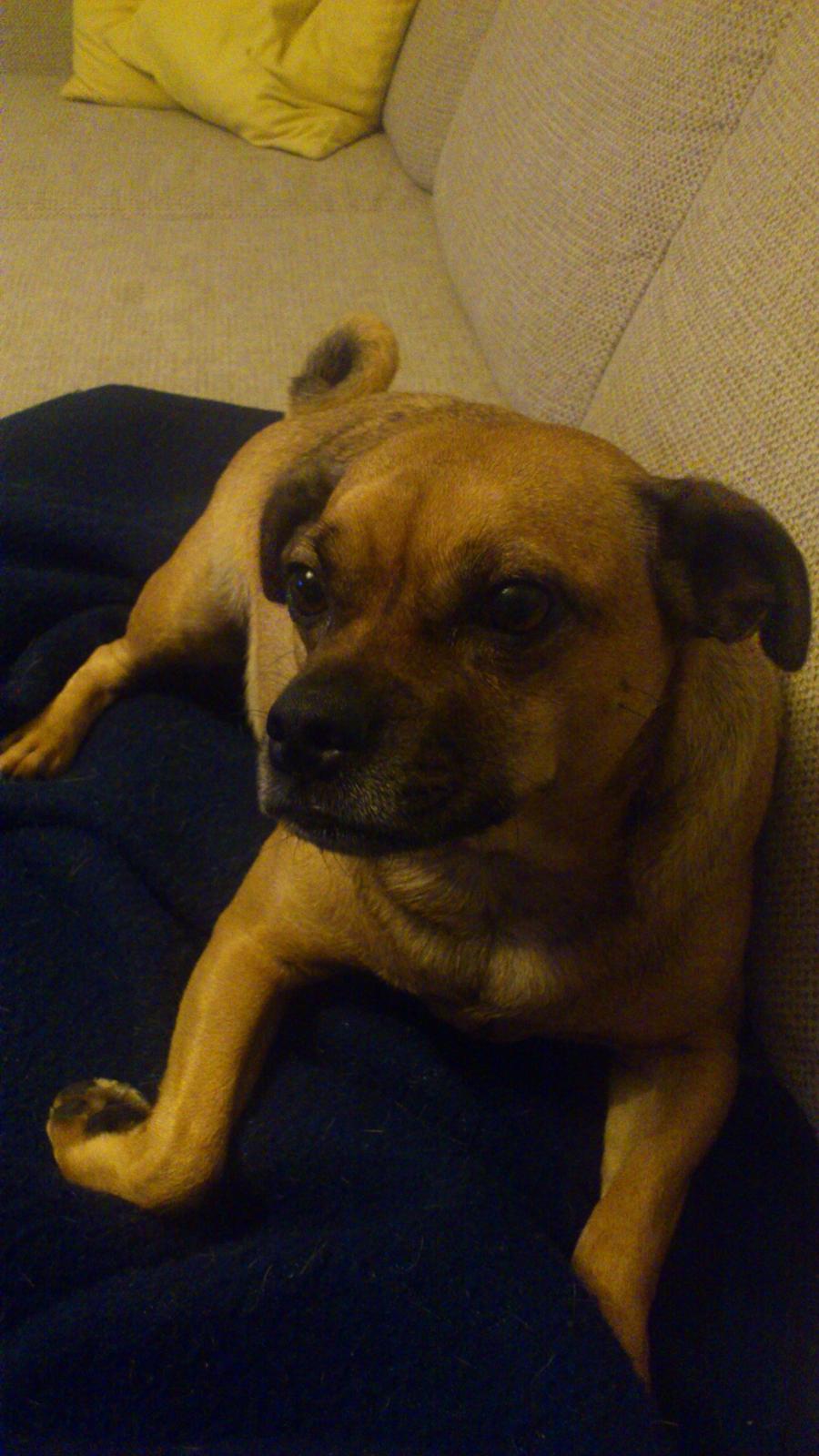 Blanding af racer Anton billede 14