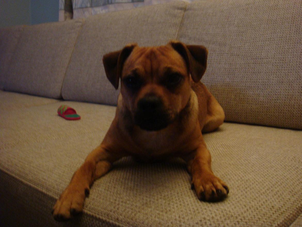 Blanding af racer Anton billede 4