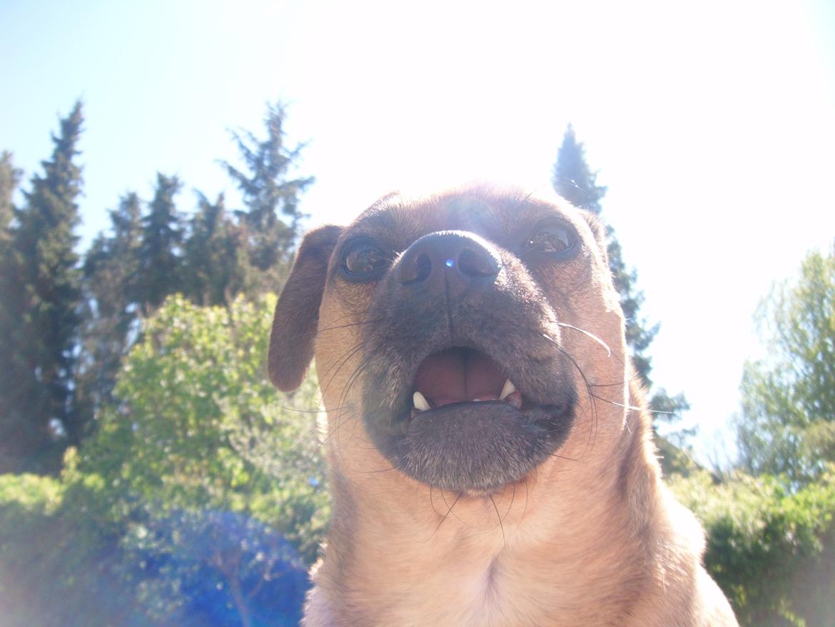 Blanding af racer Anton billede 13