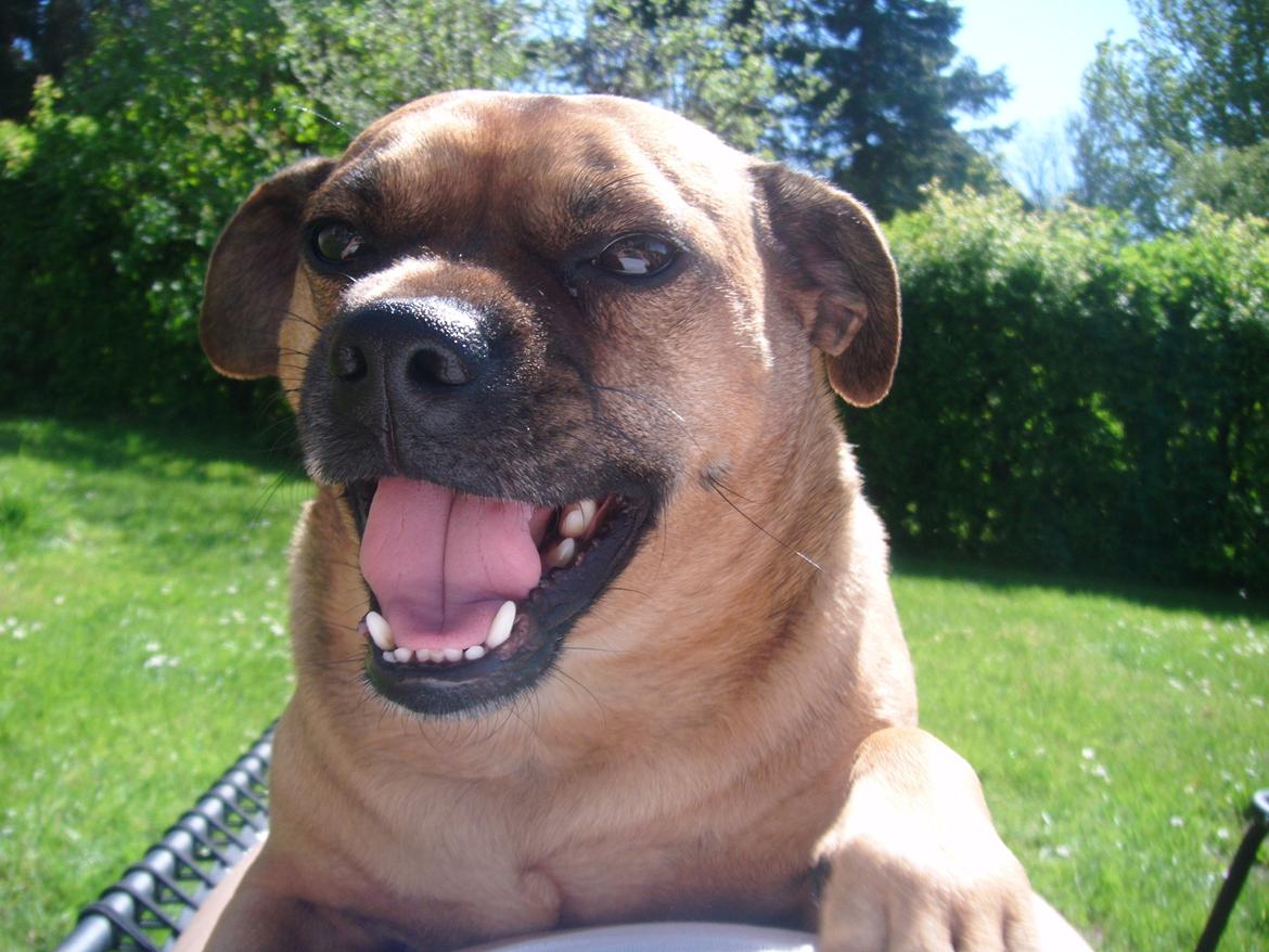 Blanding af racer Anton billede 12