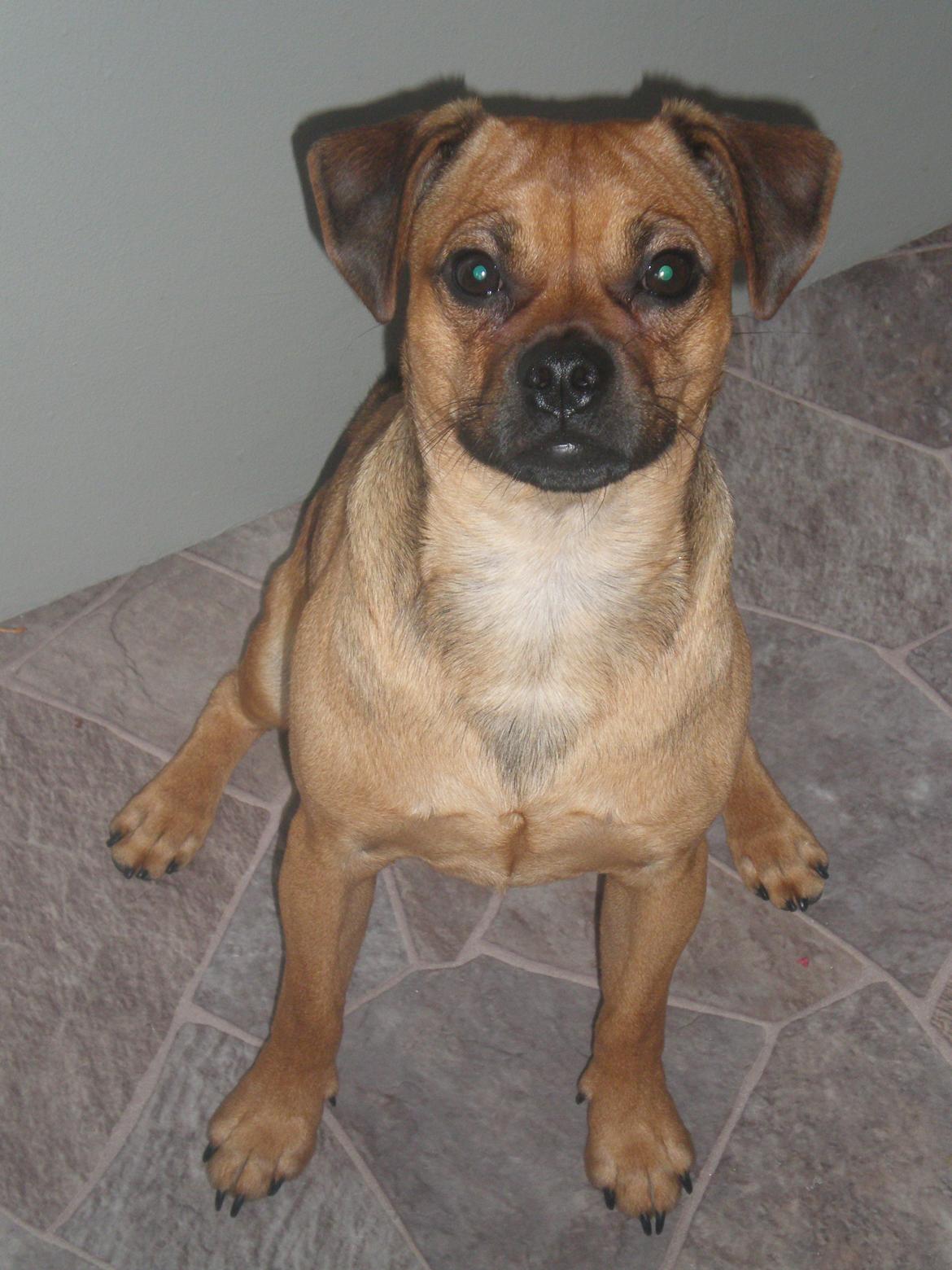 Blanding af racer Anton billede 7