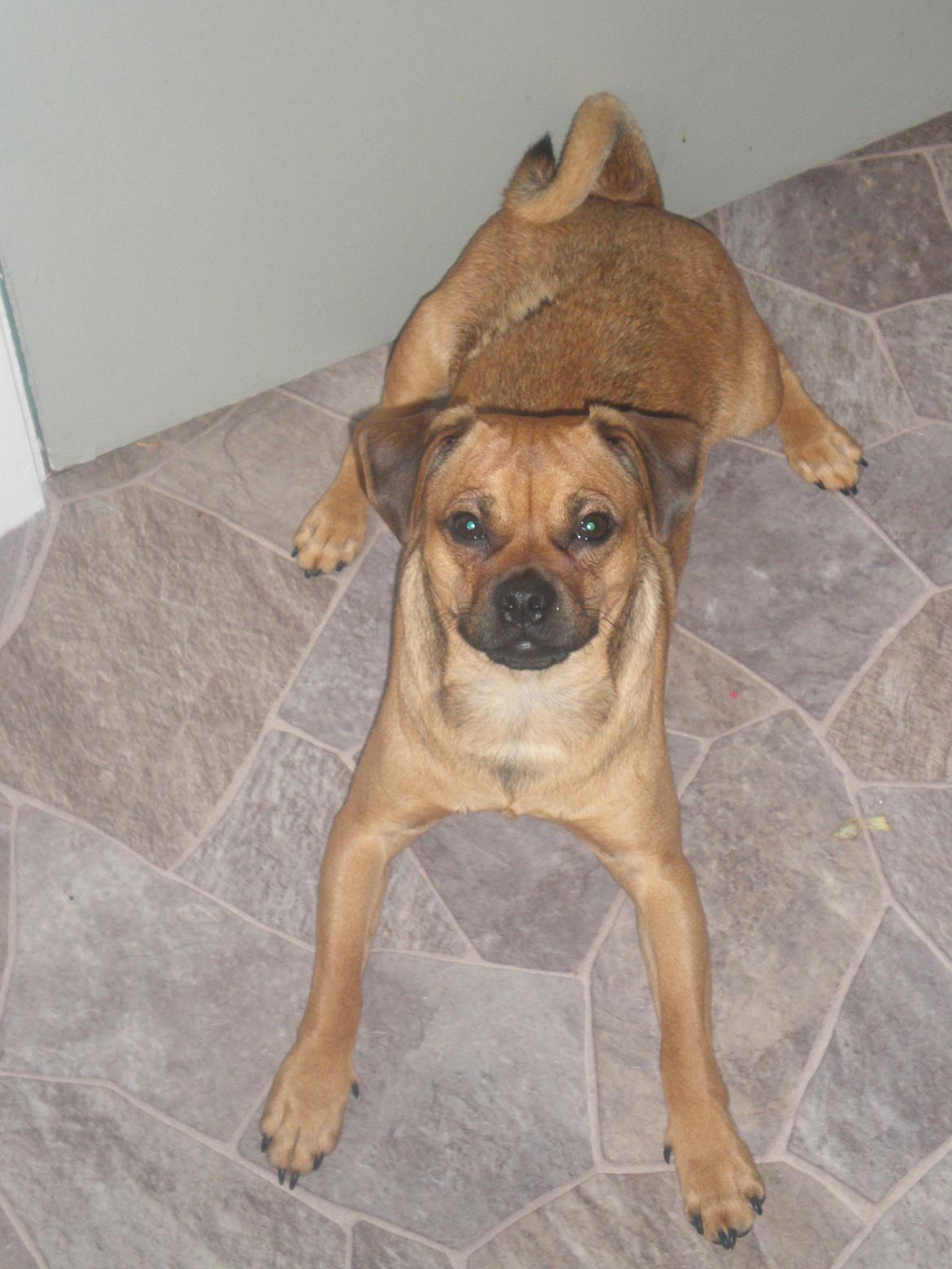 Blanding af racer Anton billede 8