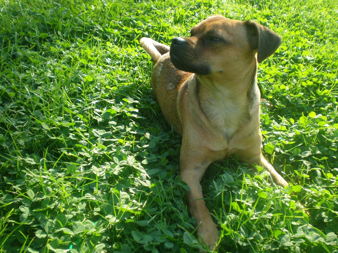 Blanding af racer Anton billede 5