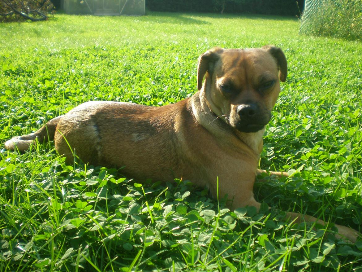 Blanding af racer Anton - Nyder at ligge i græsset billede 6