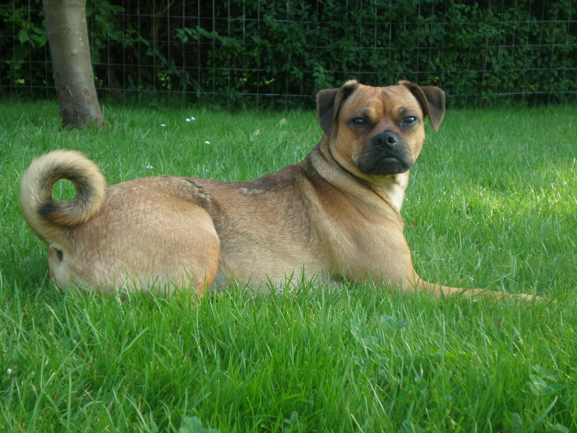 Blanding af racer Anton billede 15