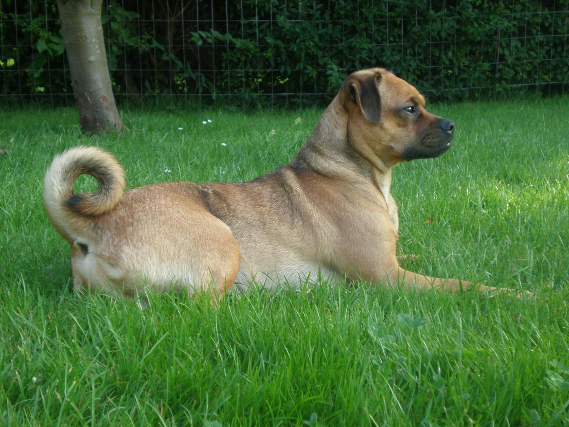 Blanding af racer Anton billede 16