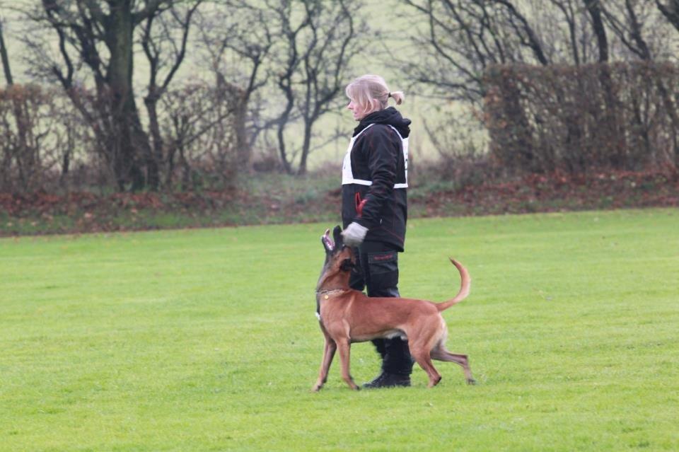 Malinois IPO3 Falco Mi-Ji - over regnbuen  - Fra DM 2012 billede 2