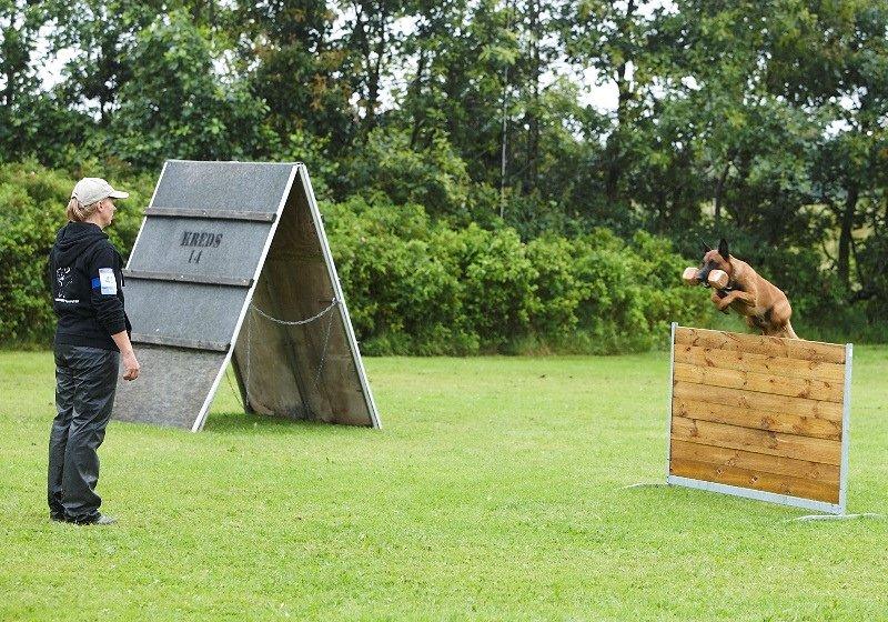 Malinois IPO3 Falco Mi-Ji - over regnbuen  - Herning Open 2011 billede 3