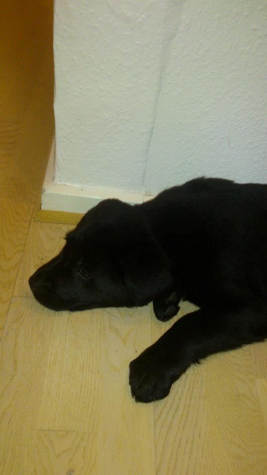 Labrador retriever Blackie "solgt d. 28/02 - 2013" - Blackie<3 billede 12