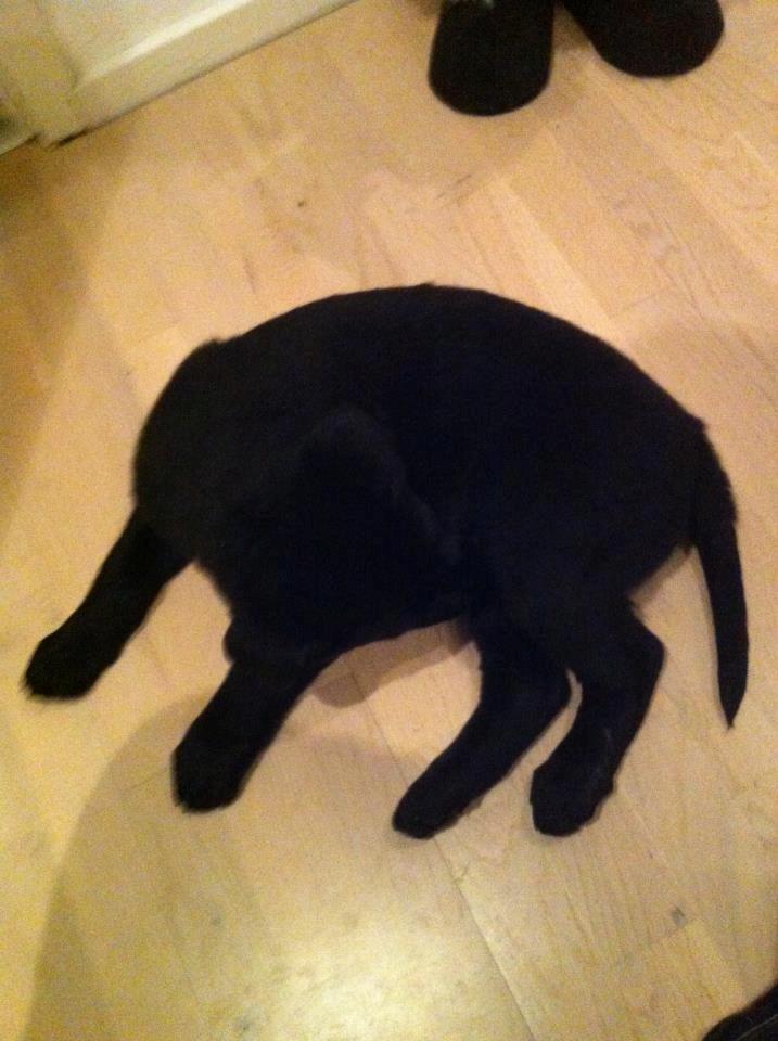 Labrador retriever Blackie "solgt d. 28/02 - 2013" - <3 billede 14