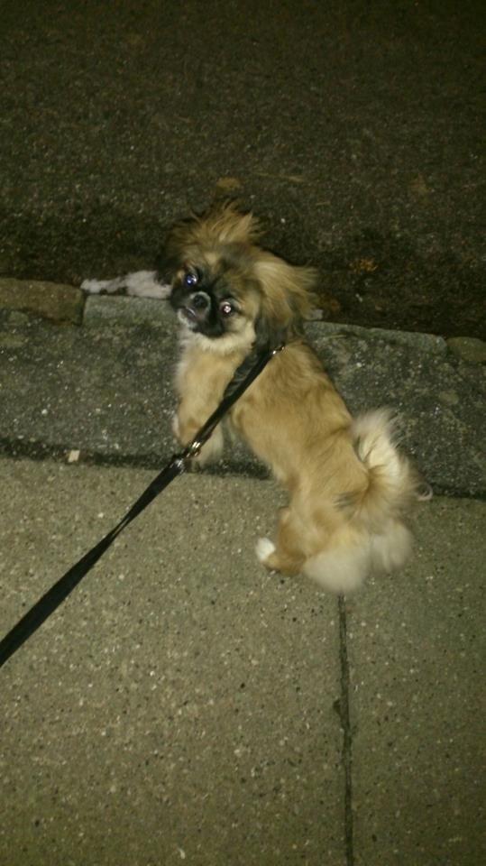 Pekingeser Bella billede 6