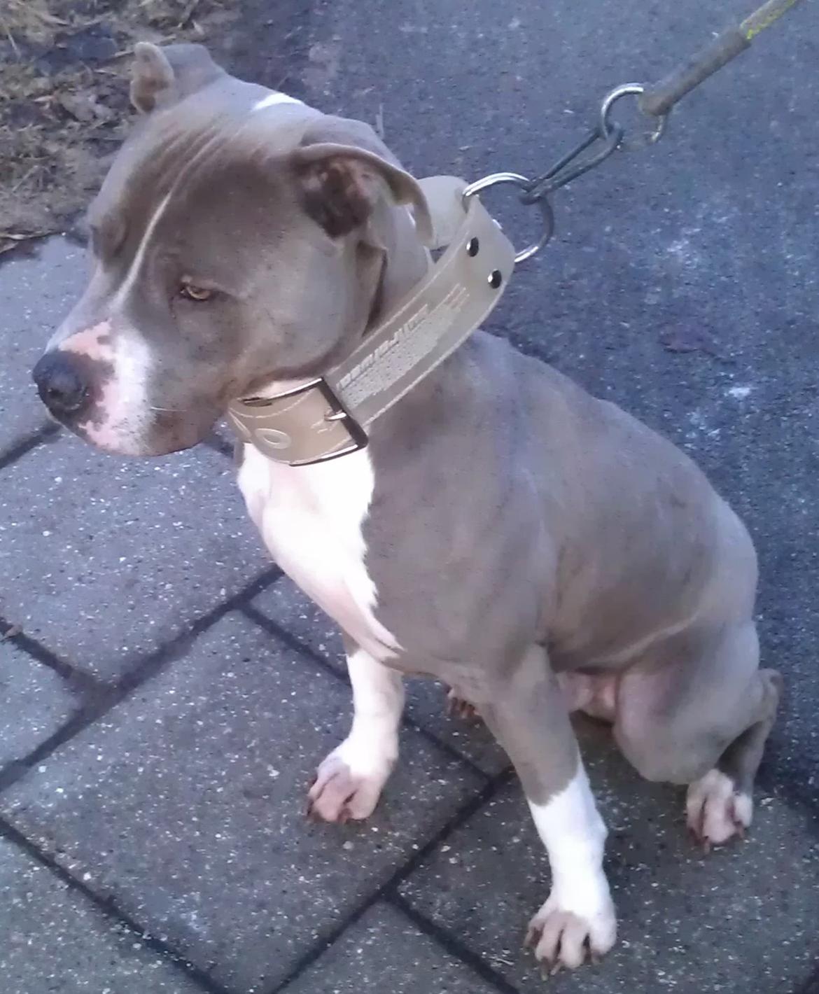 Amerikansk staffordshire terrier Tyson billede 3