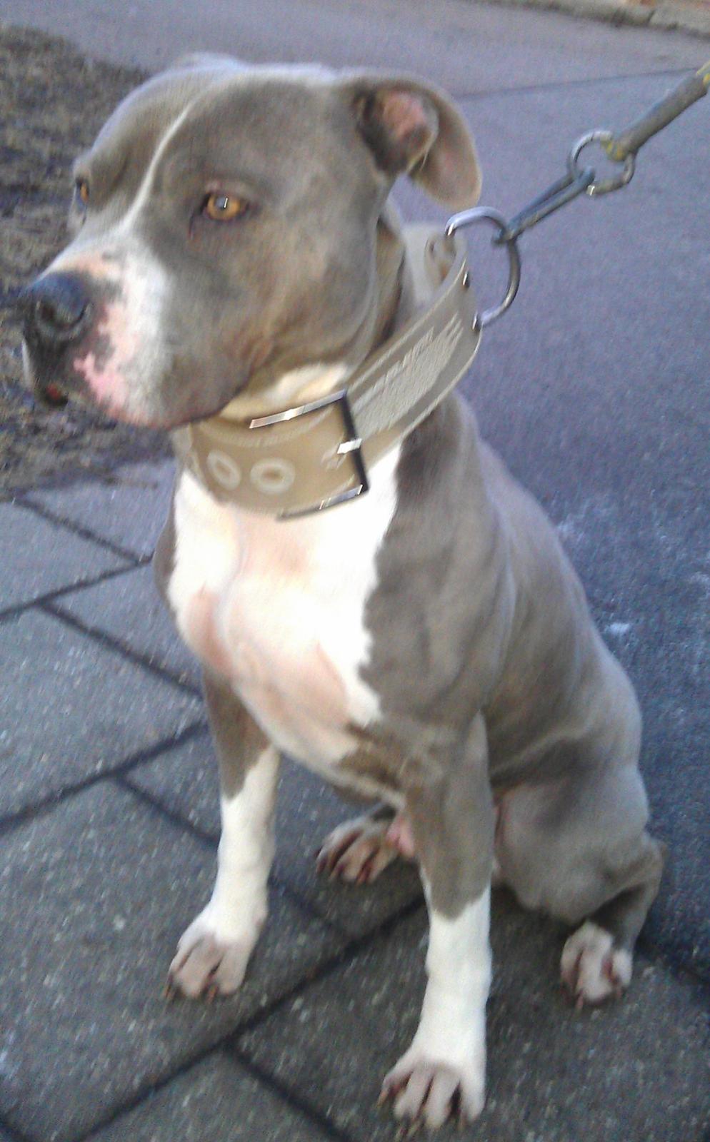 Amerikansk staffordshire terrier Tyson billede 4