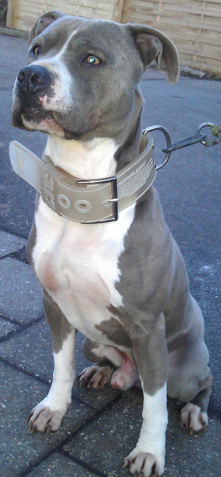 Amerikansk staffordshire terrier Tyson billede 1
