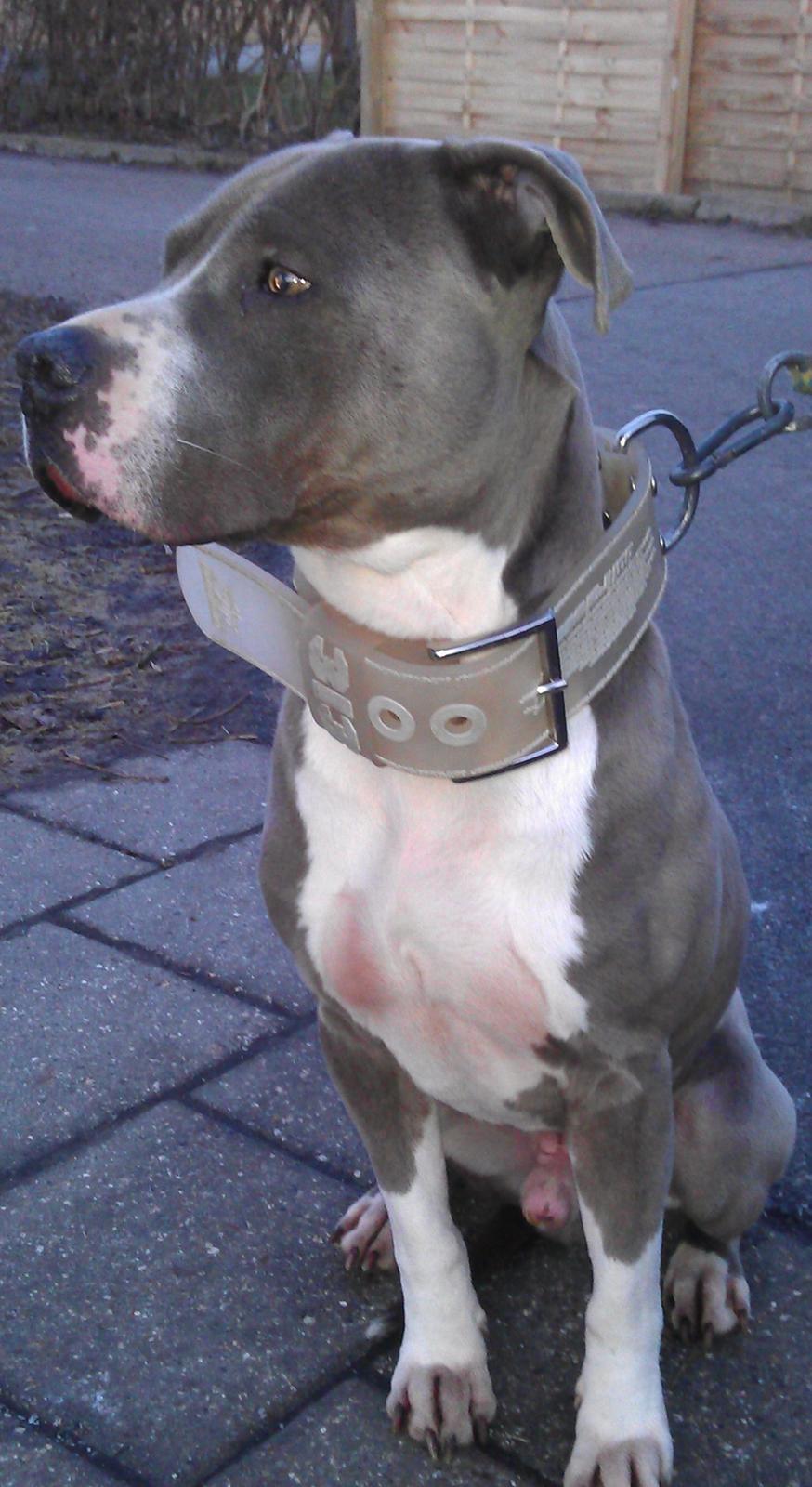 Amerikansk staffordshire terrier Tyson billede 2