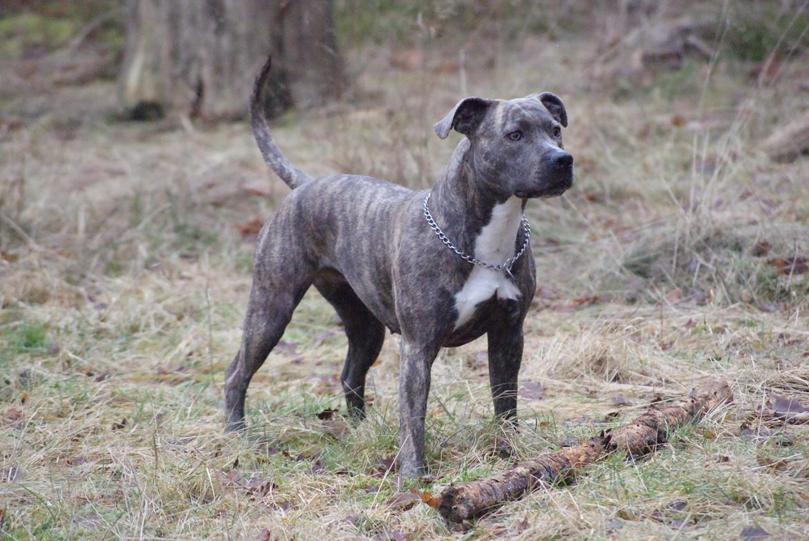 Amerikansk staffordshire terrier Azura billede 7