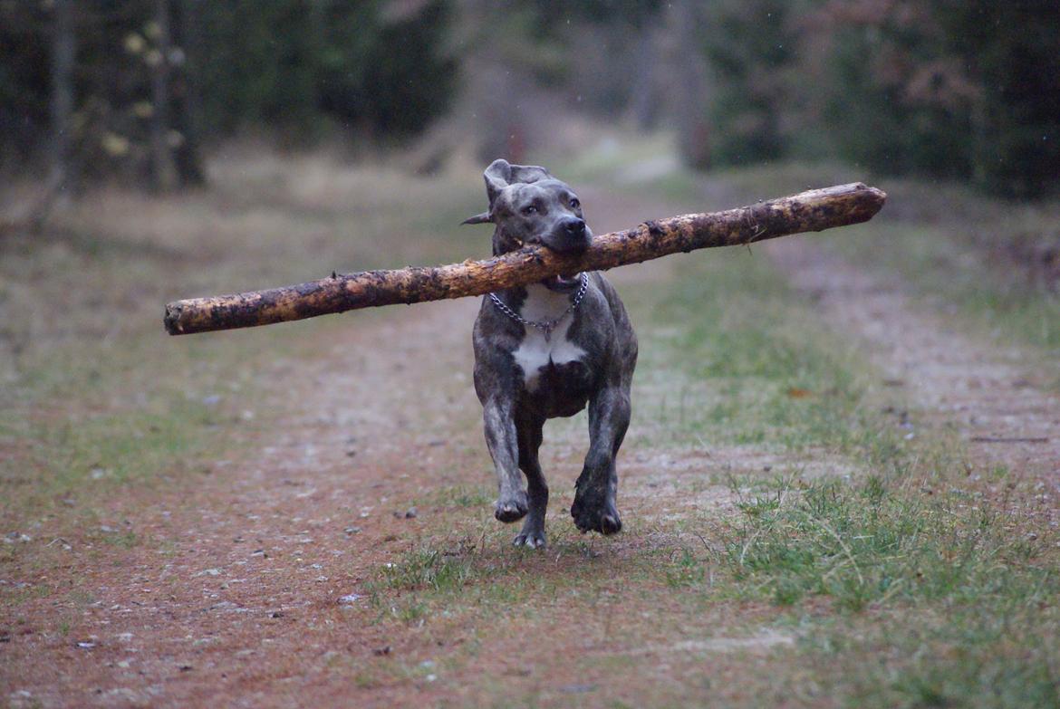 Amerikansk staffordshire terrier Azura billede 9