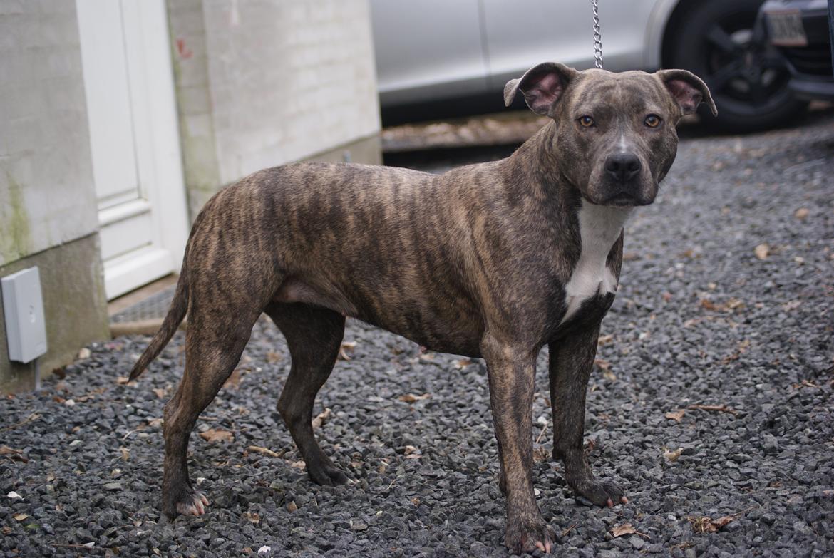 Amerikansk staffordshire terrier Azura billede 11