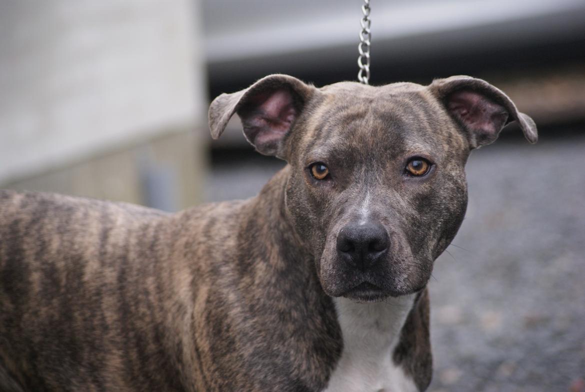 Amerikansk staffordshire terrier Azura billede 12