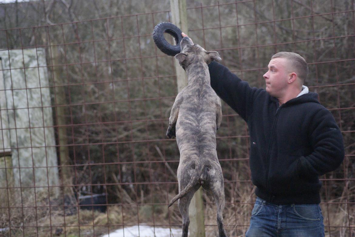 Amerikansk staffordshire terrier Azura billede 14