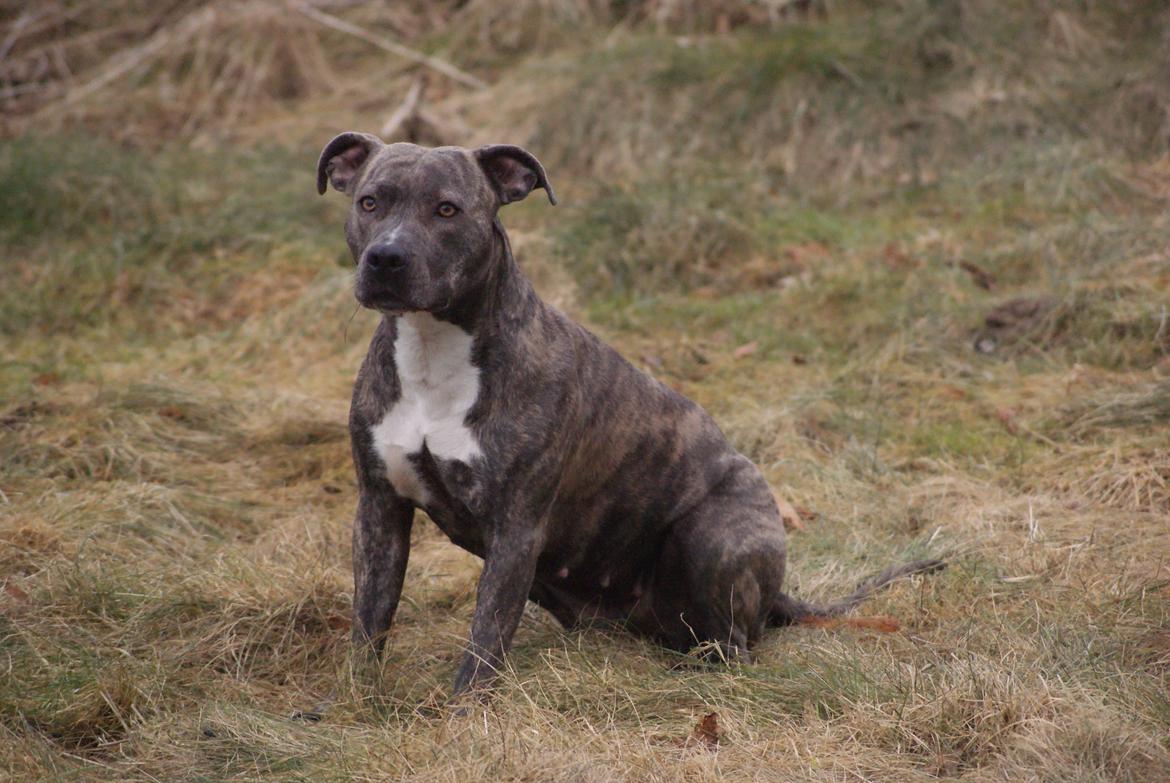 Amerikansk staffordshire terrier Azura billede 15