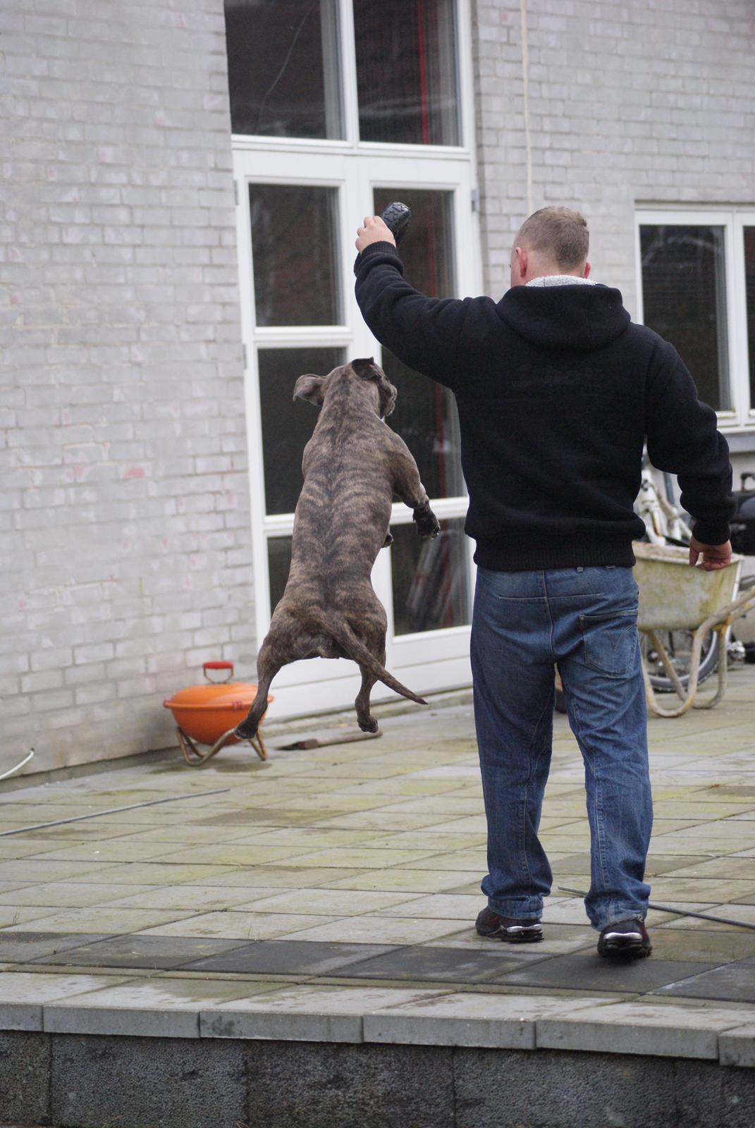 Amerikansk staffordshire terrier Azura billede 16